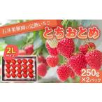 ふるさと納税 いちご 福島県 鏡石町 石井果樹園の完熟いちご とちおとめ 2Lサイズ 500g（250g×2パック） イチゴ 苺 福島県 鏡石町 F6Q-392