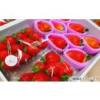 ふるさと納税 いちご 三重県 南伊勢町  先行予約 いちご 250g×2パック 大粒6〜8個 デラックスパック かおり野 苺 数量限定 新鮮 産地直送 厳選 フルーツ 果物…