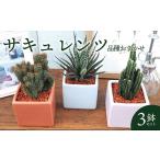 花 苗木 盆栽 おまかせ サキュレンツ3個セット