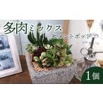 花 苗木 盆栽 多肉植物ミックスセメントポット仕立て1個