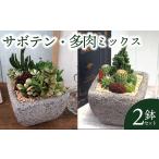 花 苗木 盆栽 多肉植物ミックスセメントポット仕立て