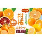 果物類 みかん 柑橘おまかせセット 3月上旬~