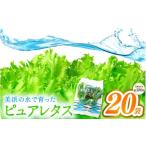 野菜類 美浜の水で育ったピュアレタス フリルレタス 20袋
