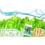 野菜類 美浜の水で育ったピュアレタス フリルレタス 10袋
