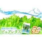 野菜類 美浜の水で育ったピュアレタス フリルレタス 5袋
