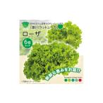 野菜類 こだわりの1種×6個セット リーフレタス