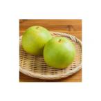 ショッピングふるさと納税 梨 ふるさと納税 梨 鳥取県 北栄町 1263. 2026年度発送先行予約 数量限定　二十世紀梨　3kg