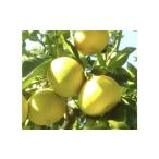 ふるさと納税 果物類 高知県 宿毛市 土佐文旦 約10kg ( L~4L ) 家庭用 約10kg L〜4Lサイズ ( 12,000円 )