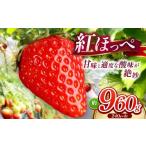 ふるさと納税 いちご 山口県 平生町  産地直送 紅ほっぺ 約960g （ 令和8年1月初旬〜順次発送予定 ） ｜ 紅ほっぺ いちご イチゴ 苺 産地直送 年内発送 選べる…