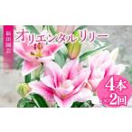 花 定期便2回 ユリ オリエンタルリリー 4本