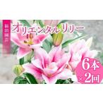 花 定期便2回 ユリ オリエンタルリリー 6本