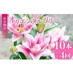 花 定期便4回 ユリ オリエンタルリリー 10本