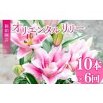 花 定期便6回 ユリ オリエンタルリリー 10本