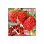 ふるさと納税 いちご 茨城県 -  茨城県産 菅谷いちご園の完熟いちご『いちごっ子』 3Lサイズ 11粒×4パック 1702239