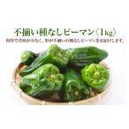野菜類 不揃い種なしピーマン SSサイズ 1kg