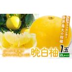 みかん 柑橘類 晩白柚 1玉