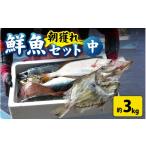魚貝類 南 1回お届け 朝獲り 漁師厳選 鮮魚セット