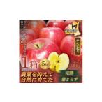りんご 青森直送 季節の味覚をお届け サンはるか 5kg×1箱