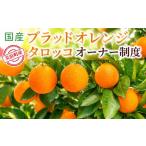 みかん 柑橘類 オレンジ 産ブラッドオレンジタロッコ