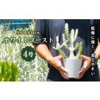 花 苗木 ANDES farm. 沖縄育ち 良型ホワイトゴースト