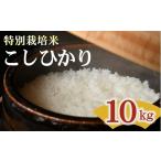ふるさと納税 米 コシヒカリ 三重県 松阪市 コシヒカリ 特別栽培米 精米 10kg（減農薬 有機肥料 お米 米 おこめ こめ 白米 こしひかり 令和7年産） 002308C