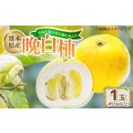 ふるさと納税 みかん・柑橘類 熊本県 - 熊本県産晩白柚 1玉（約1kg） 2026年12月下旬発送開始 熊本県産 国産 晩白柚 おやつ 果物 果実 フルーツ 1kg 1玉