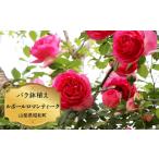 花 バラ苗鉢植え ルポールロマンティーク