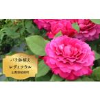 花 バラ苗鉢植え レディソウル SWBD011