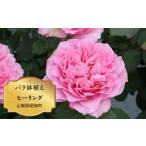 花 バラ苗鉢植え ヒーリング SWBD012