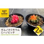 花 苗木 ギムノカリキウム ミハノビッチ 2株
