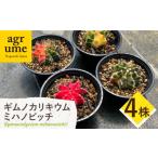 花 苗木 ギムノカリキウム ミハノビッチ 4株