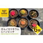 花 苗木 ギムノカリキウム ミハノビッチ 6株