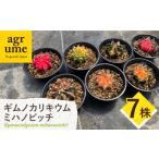 花 苗木 ギムノカリキウム ミハノビッチ 7株