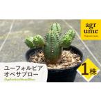 花 苗木 Euphorbia ObesaBlow