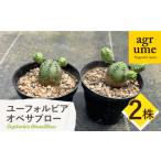 花 苗木 Euphorbia ObesaBlow