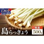 野菜類 採れたて島らっきょう 農薬 化学肥料不使用 500g