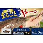 魚貝類 幻の超高級魚をご家庭で 養殖 クエ