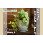 花 苗木 P2観葉植物 ポトス ステータス 観葉植物