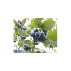 fu.... налог Event . билет и т.п. Kanagawa префектура love река блок .... голубика ферма. еда ... билет ( ученик неполной средней школы и больше 2 листов ) 1707689