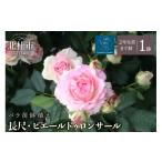 花 バラ苗鉢植え 長尺 ピエールドゥロンサール