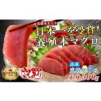 マグロ 訳あり 不定貫 定期便 3回 養殖本マグロ