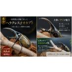 生き物 本格飼育セット 世界最大級ヘラクレスオオカブト