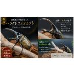 生き物 入門セット 世界最大級ヘラクレスオオカブト