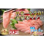 マグロ 訳あり 不定貫 定期便 6回 養殖本マグロ