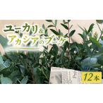 花 苗木 花束 ユーカリ アカシアのブーケ 12本セット