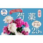 花 芍薬 切花 おまかせ2~3品種 25本セット