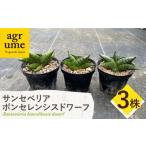 花 苗木 サンセベリア ボンセレンシスドワーフ 3株
