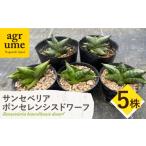 花 苗木 サンセベリア ボンセレンシスドワーフ 5株