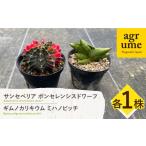 花 苗木 ギムノカリキウム ミハノビッチ サンセベリア