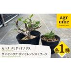 花 苗木 センナ メリディオナリス &amp;